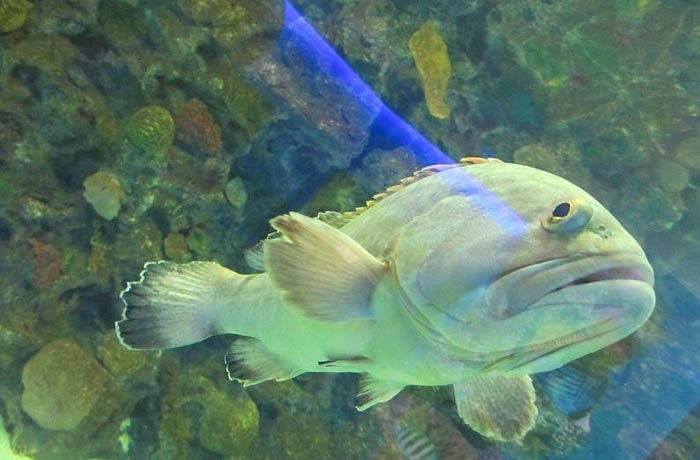 Ocean Aquarium